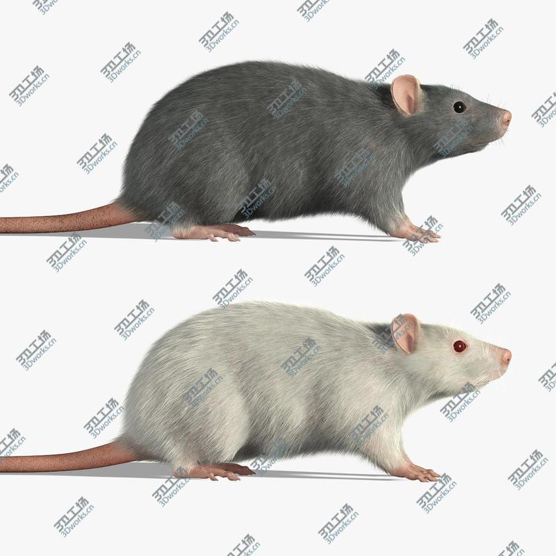 images/goods_img/202104094/Rats (FUR)/4.jpg